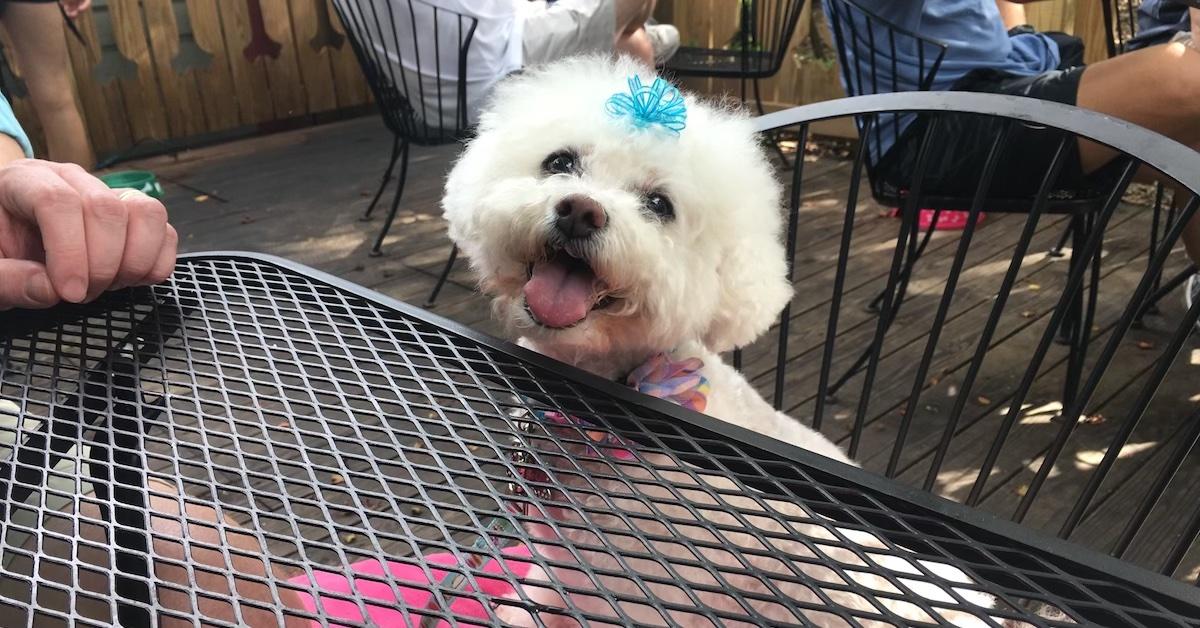 Brunch With Your Bichon