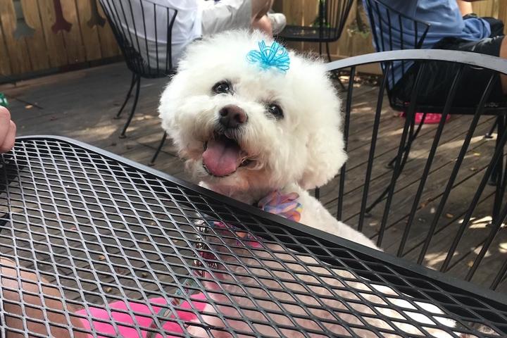 Brunch With Your Bichon