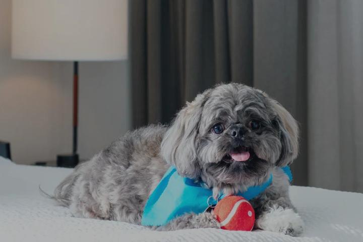 Marriott Hotels Pet Policy