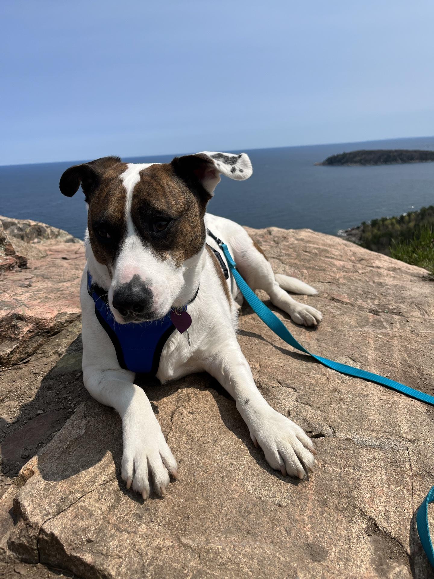 se permiten perros en sugarloaf marquette mi