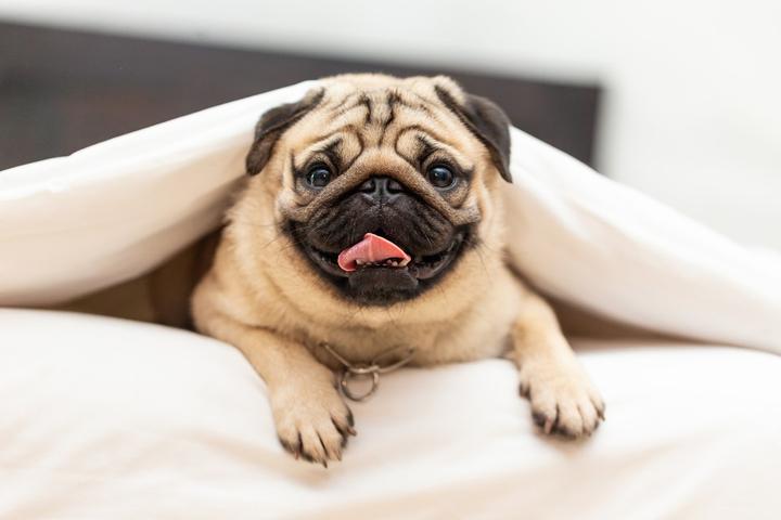 Sheraton Hotels and Resorts Pet Policy