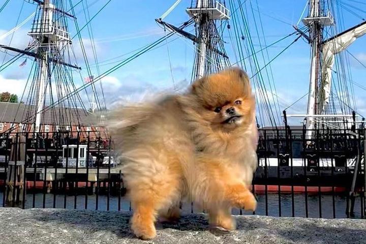 Pups who don’t mind weaving around pedestrians will love keeping you company on the Freedom Trail in Boston.
