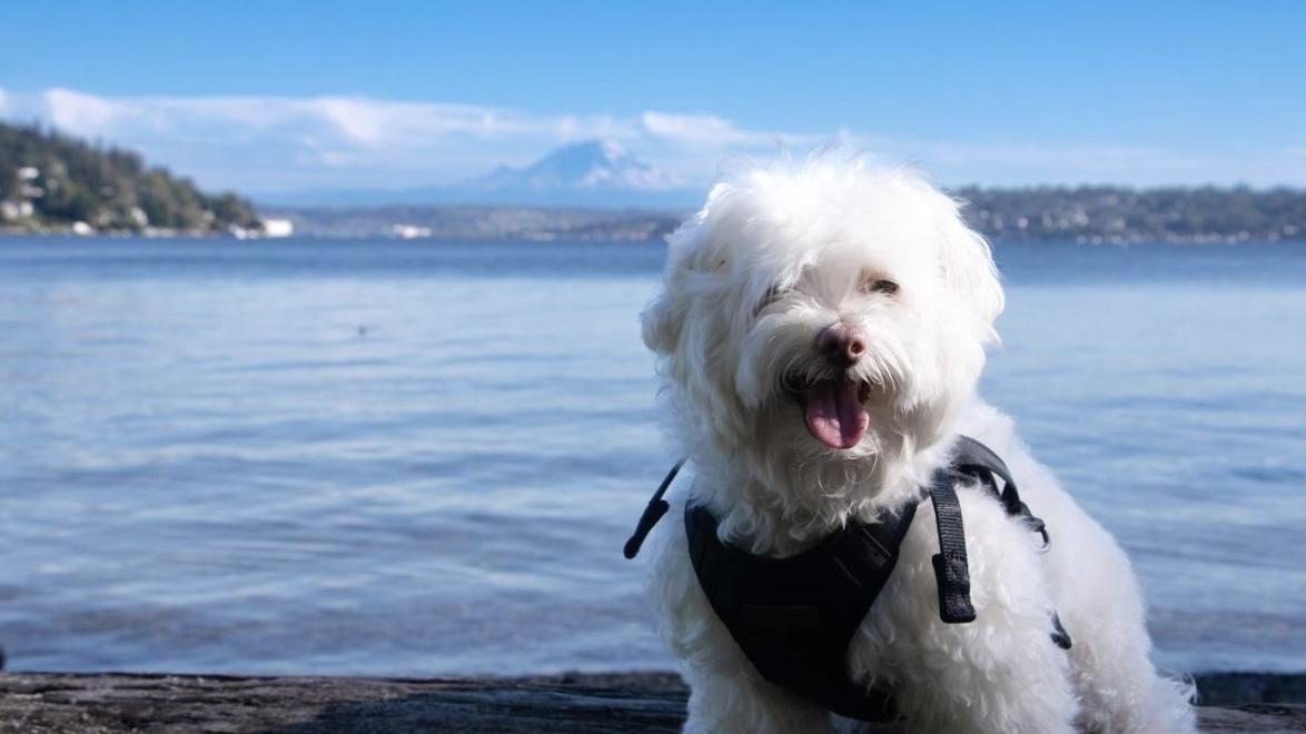 Sniff Seattle's Bow Wow Blue Friday Is Back!