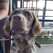 Stumpy's Lakeside Grill restaurant view 1