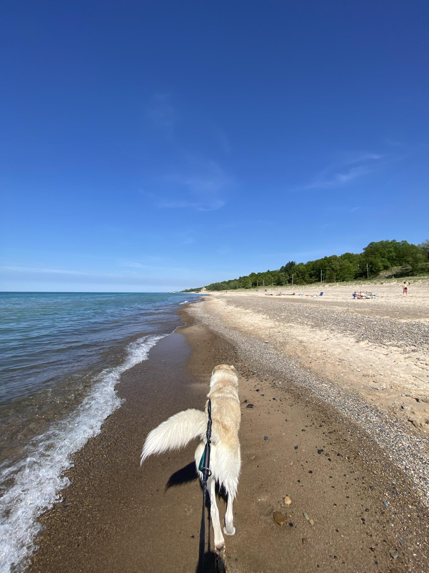 are dogs allowed at indiana dunes