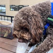 Betty Burgers restaurant view 1