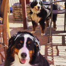 Slopeside Grill restaurant view 3