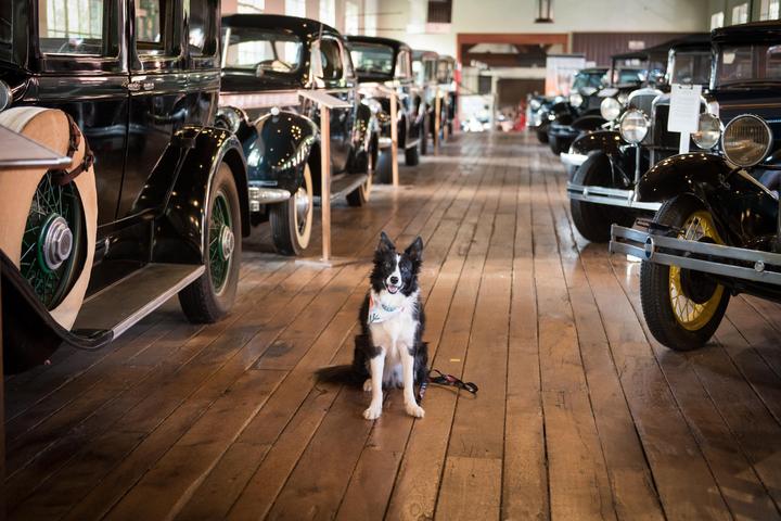Pet Friendly Estes-Winn Antique Car Museum