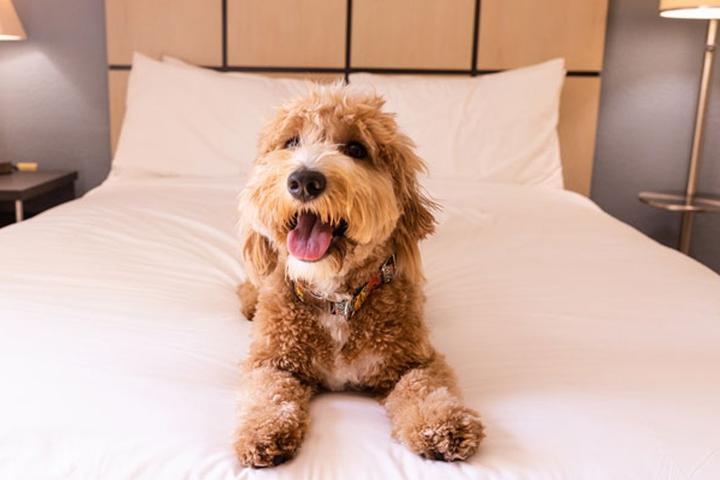 Can I Bring My Dog to Sonesta Hotels?