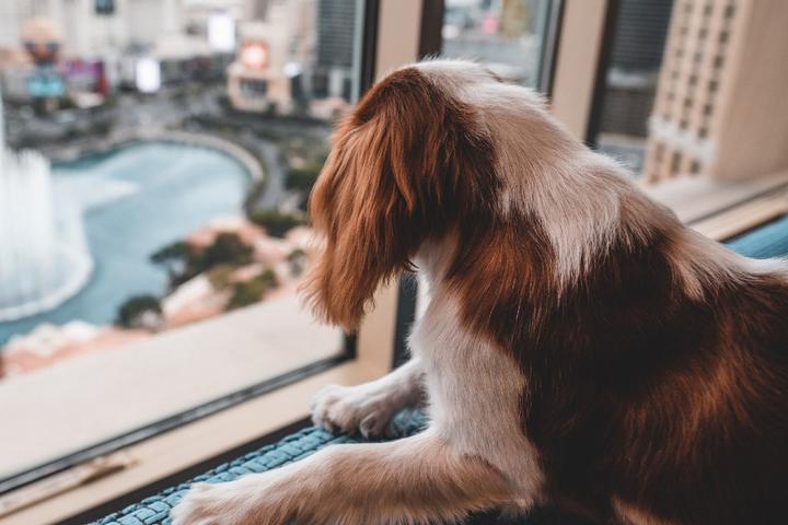 MGM Resorts Pet Policy