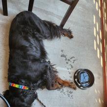 Trackside Restaurant at Paris Train Depot restaurant view 4