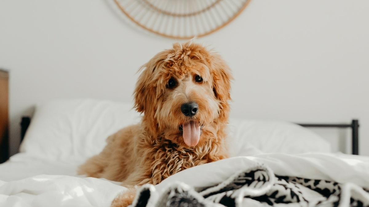 New Pet-Friendly Hotels: December 2022 - BringFido