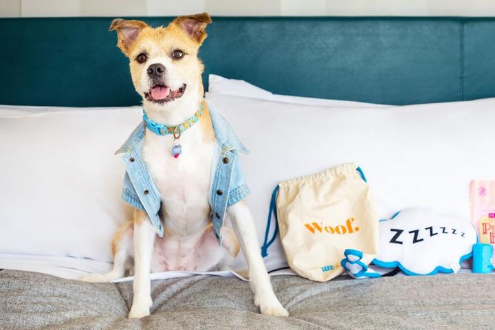 New Pet-Friendly Hotels: June 2023