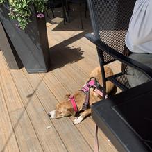 Cafe Sabor restaurant view 1