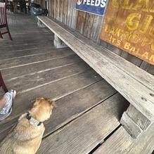 Dixie Chicken restaurant view 1