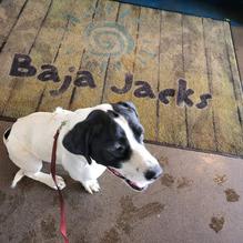 Baja Jack's Burrito Shack restaurant view 1