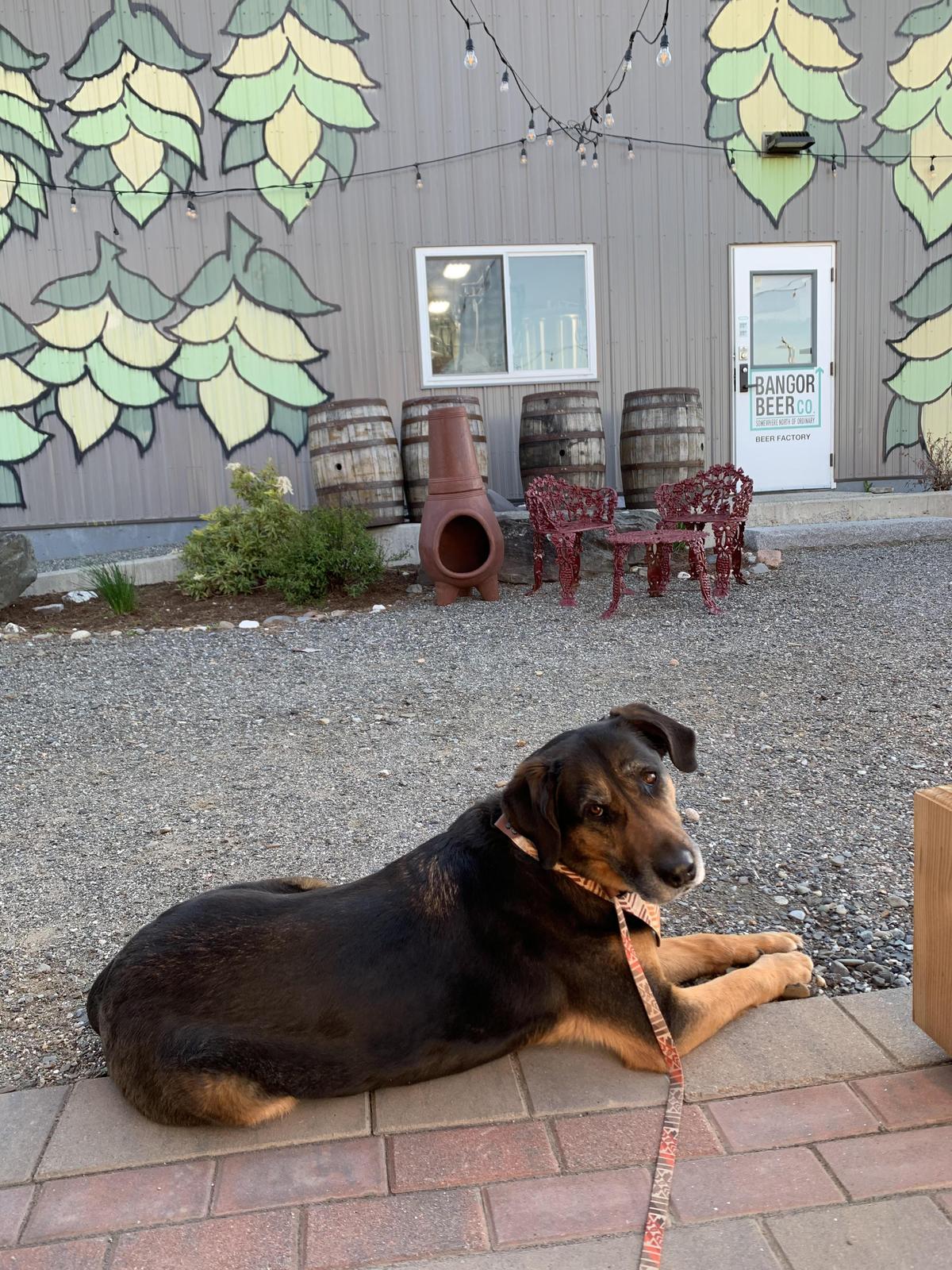 Bangor Beer Co. restaurant view 1