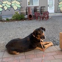 Bangor Beer Co. restaurant view 1