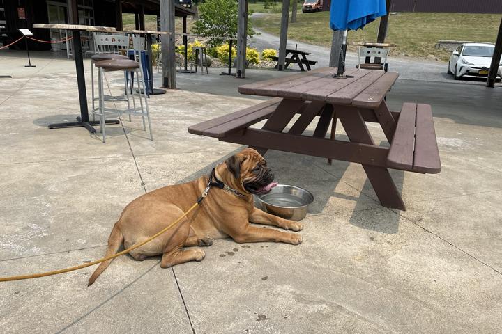 Pet Friendly Grist Iron Brewing Company