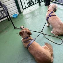 Mr. Gilberti's Place Chicago Pizza restaurant view 2