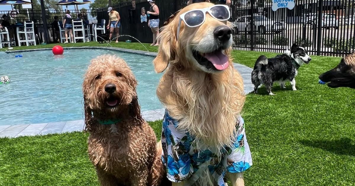 New Dog Parks and Pet-Friendly Attractions: June