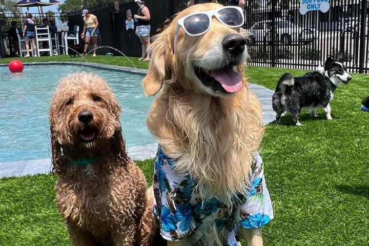 New Dog Parks and Pet-Friendly Attractions: June