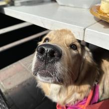 Mimosas Gourmet restaurant view 1