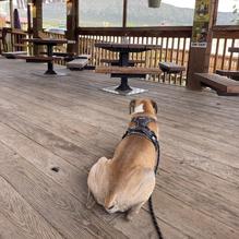 My Sisters Place at the Royal Gorge restaurant view 1