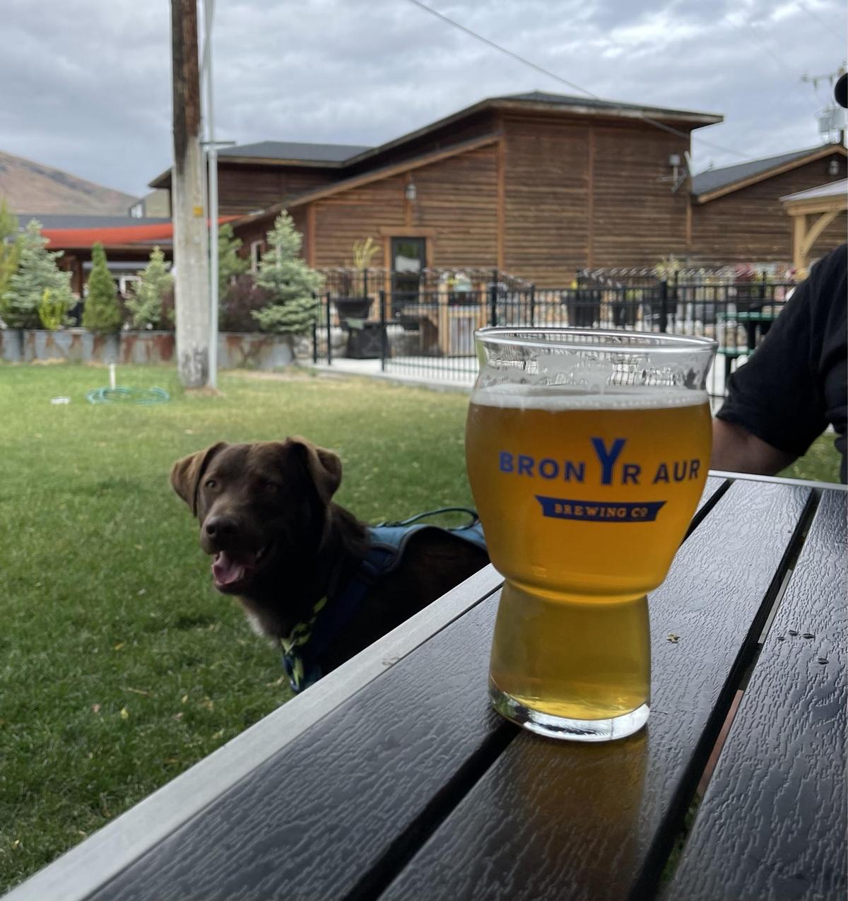 Bron Yr Aur Brewing Company restaurant view 1