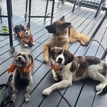 31 Sports Bar & Grille restaurant view 2