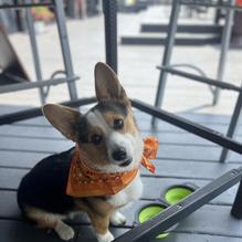 31 Sports Bar & Grille restaurant view 3