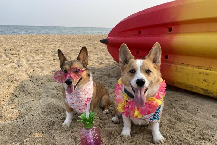 Pet Friendly First Landing State Park