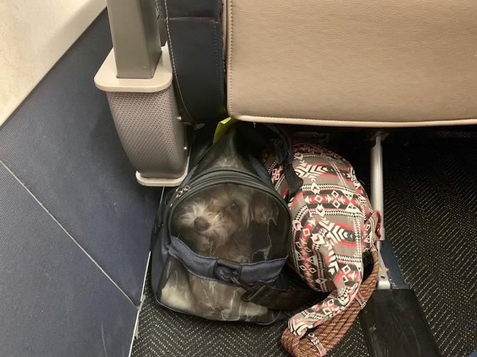 United cat top carry on