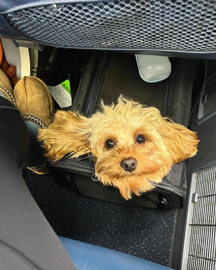 Can I Bring My Dog on Delta Air Lines BringFido