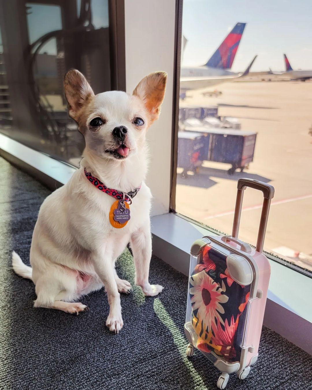 Delta pet travel deals