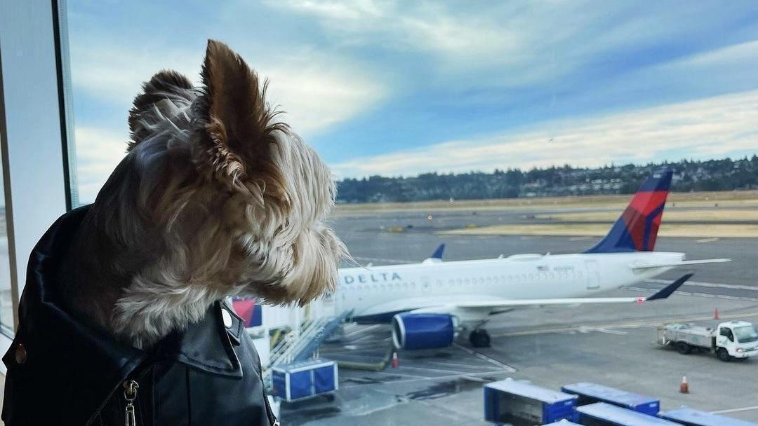 Can I Bring My Dog on Delta Air Lines BringFido