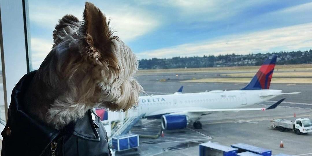 Dogs on 2024 delta flights