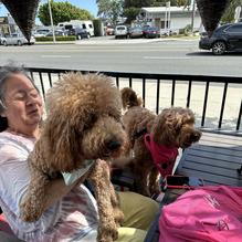 Lomita's Best restaurant view 1