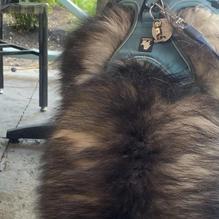 Red Fox Bar and Grille restaurant view 2