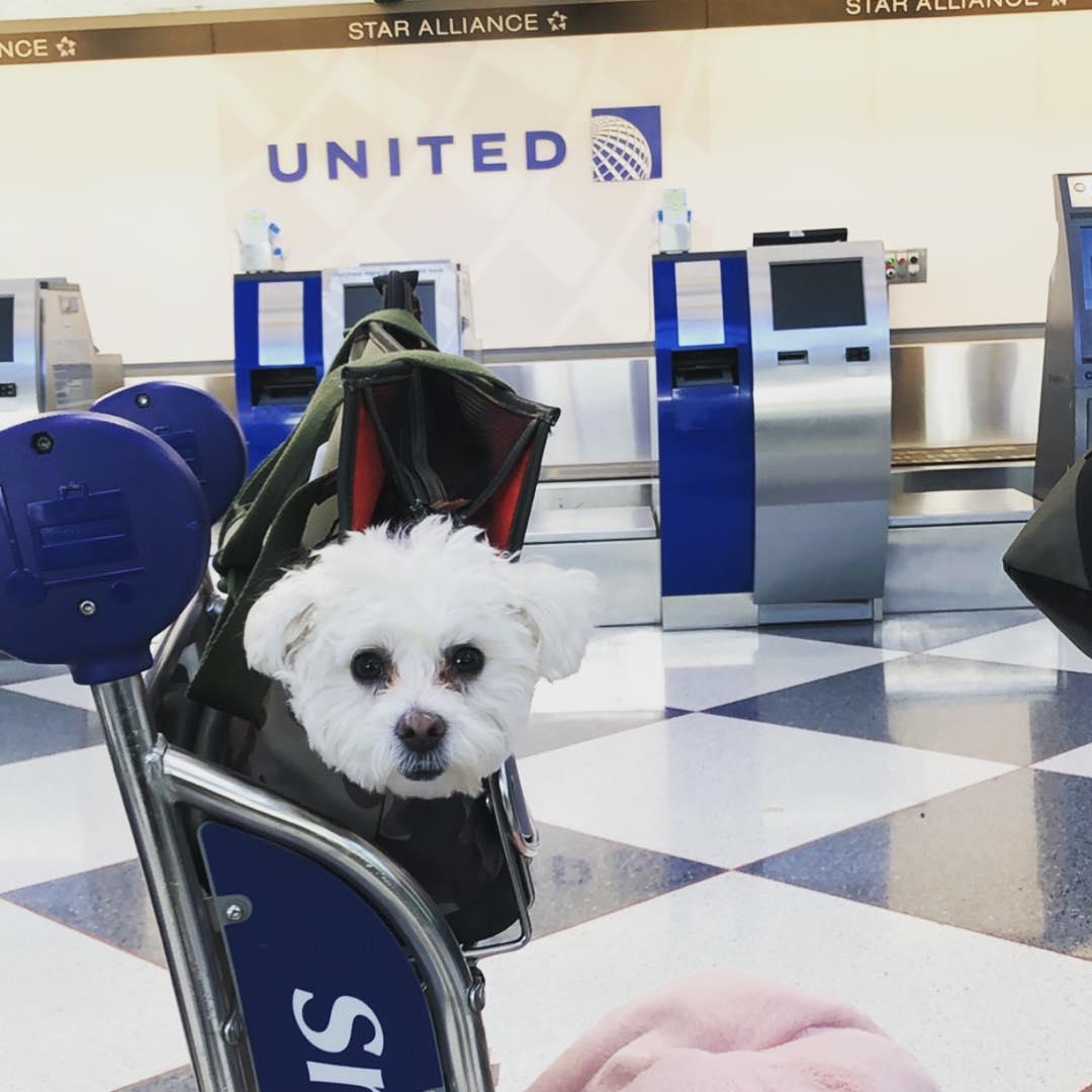 Flying with a dog sales on united