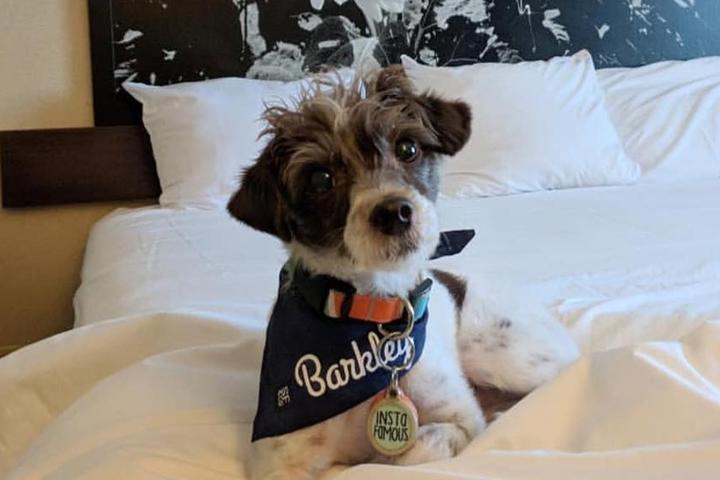 Super 8 by Wyndham Pet Policy