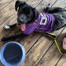 The Smiling Dog restaurant view 6