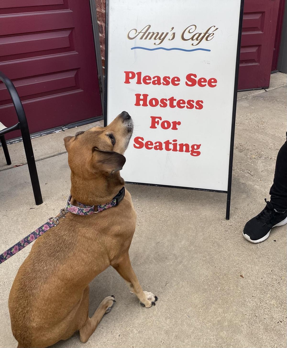 Amy's Cafe restaurant view 3