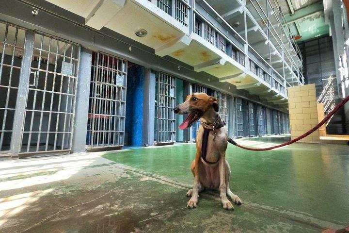 Pet Friendly West Virginia Penitentiary