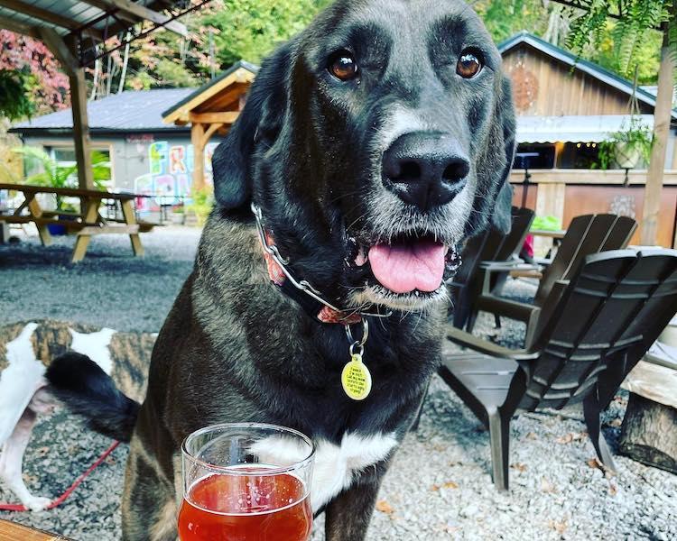 Pet Friendly The Freefolk Brewery Taproom