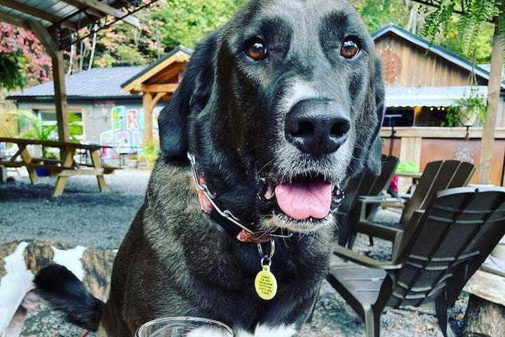 Pet Friendly The Freefolk Brewery Taproom