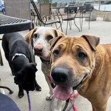 The Smoking Mule restaurant view 3