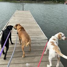 The Smoking Mule restaurant view 2