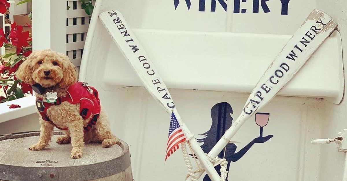 BringFido's Guide to Cape Cod BringFido