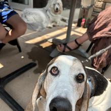 Copper Boar American Pub restaurant view 2